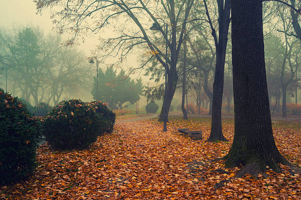  a park in the autumn, during cloudy weather, late autumn, defocused