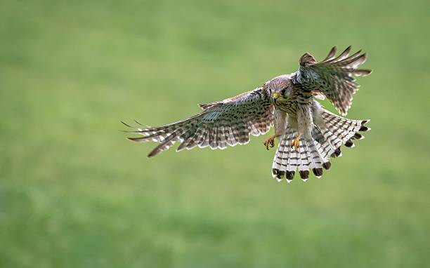 istock Majestic Bird of Prey in Flight 2224133203