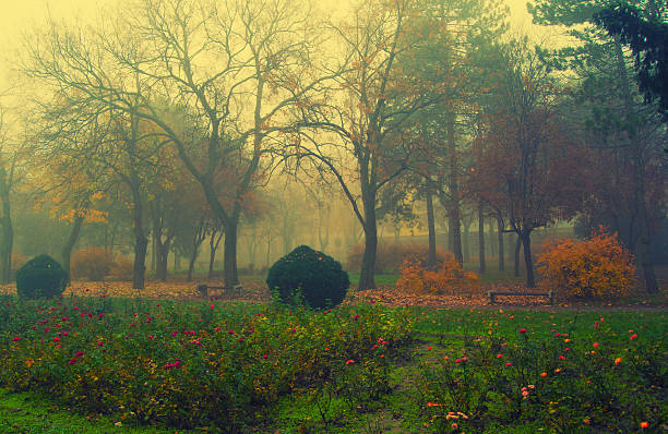 Beautiful park on a misty autumn day.