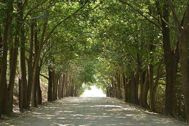 A scenic tree-lined road flanked by Quercus acuta trees forming a natural green canopy. Photographed in Korea.