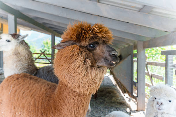istock Farm with alpacas in summer, close-up 2224134441