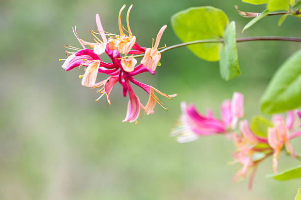 Beautiful pastel coloured lonicera with shades of pastel pink and orange