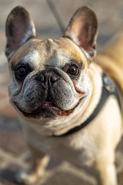 istock French Bulldog with a curious expression outdoors. 2224135755