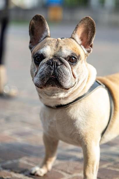 istock French Bulldog on Cobblestone Street 2224135757