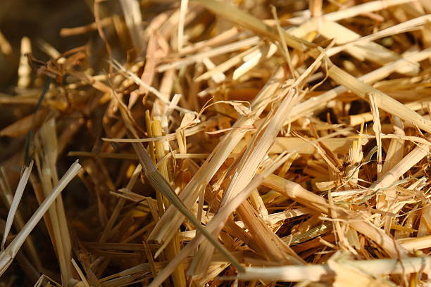 istock Macro of Sunlit Hay Texture 2224135764