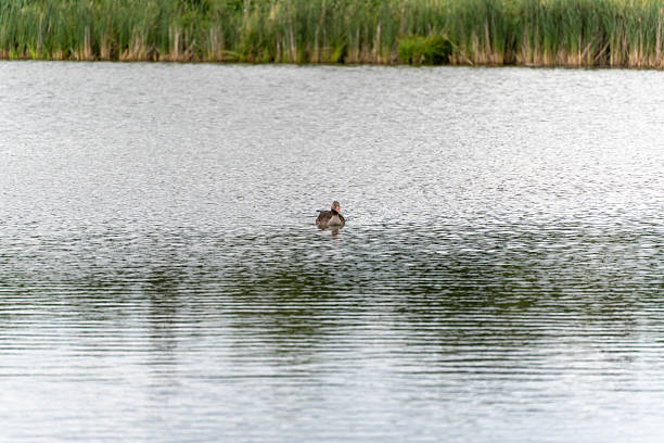 Goose alone on the lake.