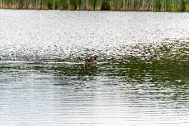 istock Goose swimming in profile. 2224137544