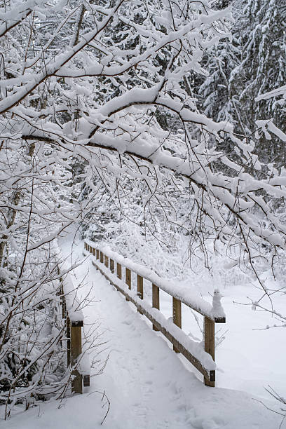 istock A wooden bridge in a snowy forest 2224138709