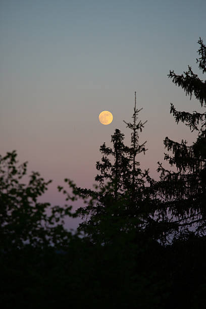 istock a full moon in twilight above spruces 2224139225