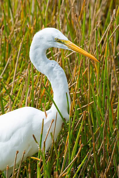 istock Great white egret in reeds 2224139295