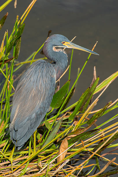 istock Great blue heron in reeds 2224139297