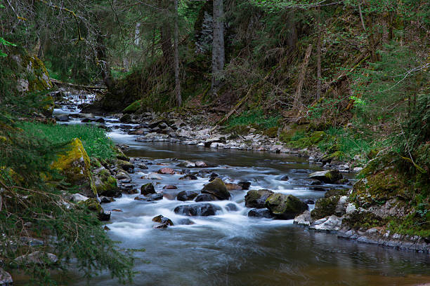 a smooth water stream of a river in a gorge with trees