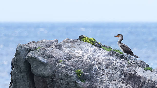 istock Japanese cormorant (Phalacrocorax capillatus) on a rock 2224140907