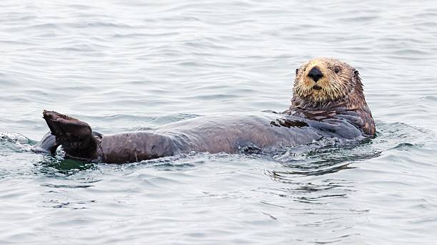 istock Sea otter (Enhydra lutris) resting in water on the back, Japan 2224140967