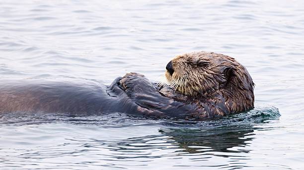 istock Sea otter (Enhydra lutris) resting in water, Japan 2224140968