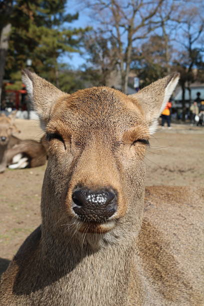 A close-up of a relaxed deer with closed eyes, basking in the midday sun. Captured in Nara park, Japan.