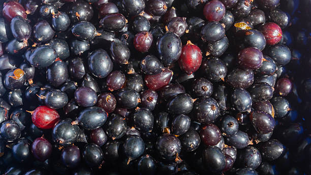 istock Currants in a bowl. Currants in the sunlight close up 2224142468