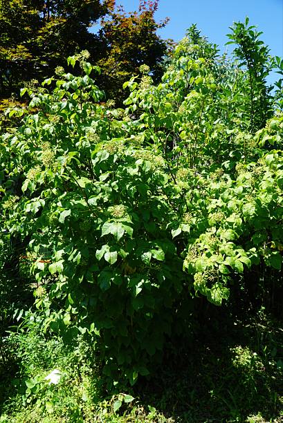 istock Acanthopanax Bush with Flower Buds 2224142772