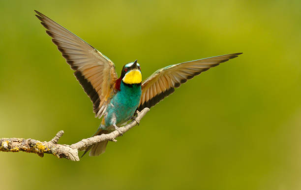 istock Colorful bee-eater with wings spread perched on branch during summer 2224142999