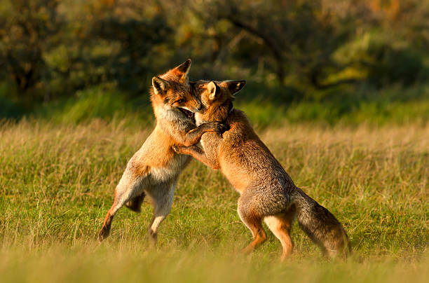 istock Two cute red fox cubs playing in a meadow 2224143033