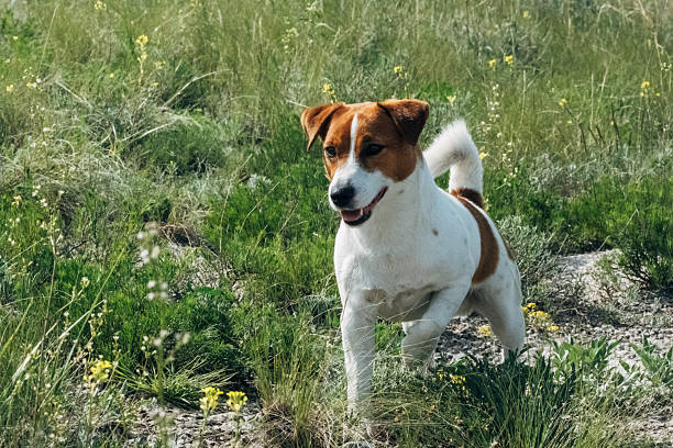 istock Jack Russell Terrier with a white and brown coat runs through a grassy field filled with wildflowers 2224143516