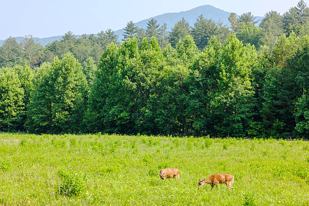 A deer eating grass in a field with mountains in the background is a serene and picturesque scene that captures the quiet beauty of nature