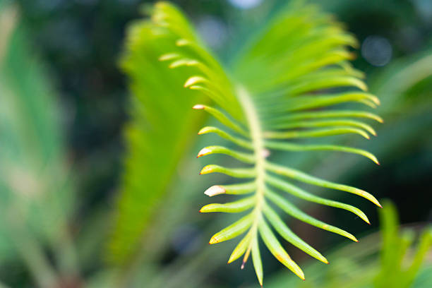 A detailed view of a vibrant green fern leaf, showcasing its intricate structure and natural beauty.