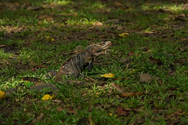 black iguana in Costa Rica in Central America