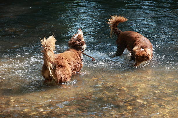 istock Two dogs are playing in a river, one of them has a leash 2224146383