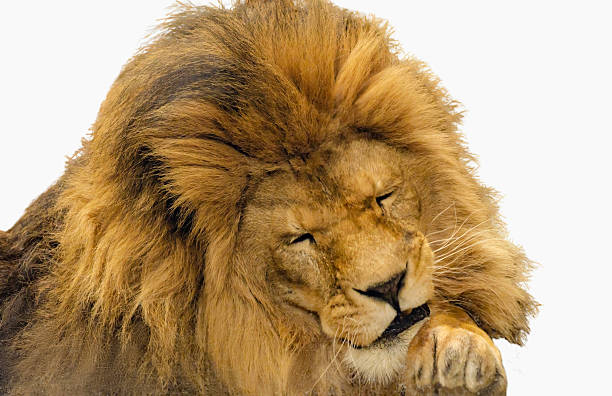 istock male lion head close up sad expression head resting on paws transparent background 2224146566