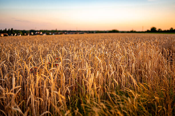 wheat field golden hour sunset