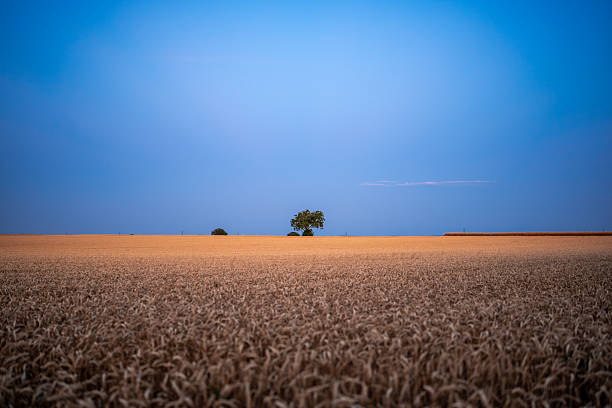 A vast wheat field stretches into the horizon where a single tree breaks the flat line of the landscape. The scene is bathed in soft evening light, with the deep blue sky contrasting against the golden crops. A composition that captures isolation, tranquility, and the timeless beauty of farmland.