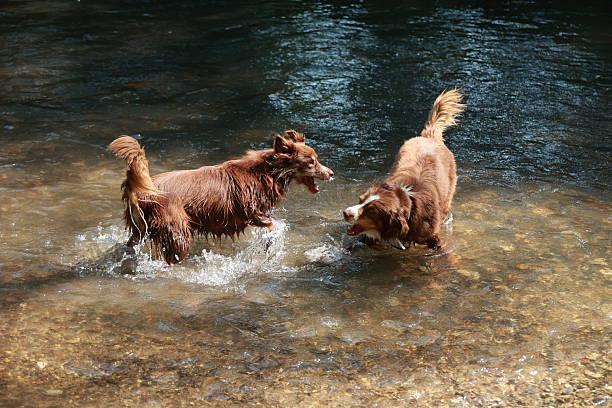 istock Two dogs are playing in a river 2224147101