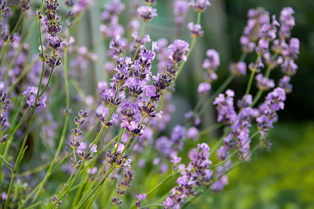 istock A beautiful lavender bush on a blurred, unfocused background 2224147458