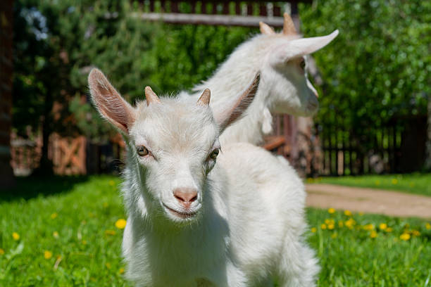 istock Two cute little white goat. 2224149526
