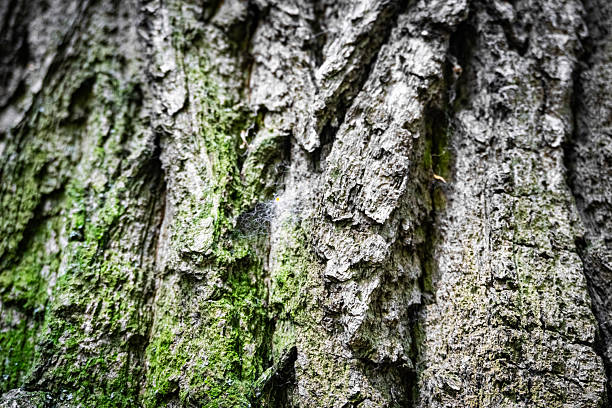 This is a detailed and close view of tree bark that showcases its unique textures along with moss growth