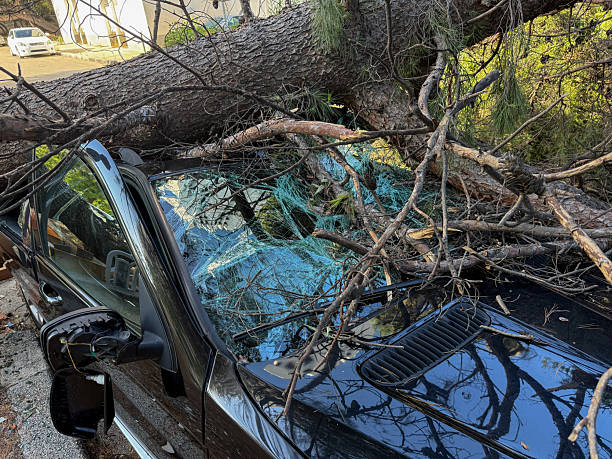 istock Large tree crushing car after hurricane in Croatia 2224150182