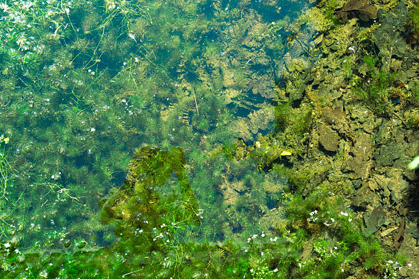 istock Exploring an Underwater Landscape Filled with Diverse Algae and Various Plant Life Forms 2224151297