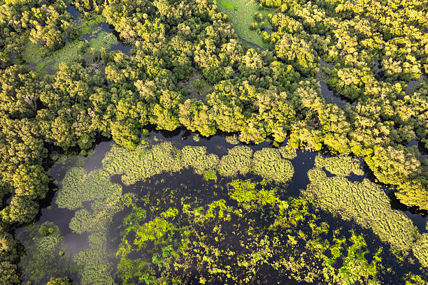 istock Florida wetlands with water between green wild vegetation. Tropical ecosystem at sunset 2224154128