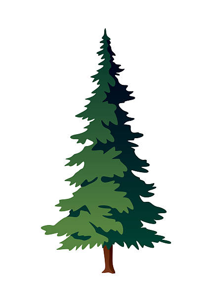 A cartoon illustration of a pine tree on a white background A vibrant cartoon illustration depicting a stylish pine tree set against a stark white background, creating a striking visual contrast evergreen tree stock illustrations