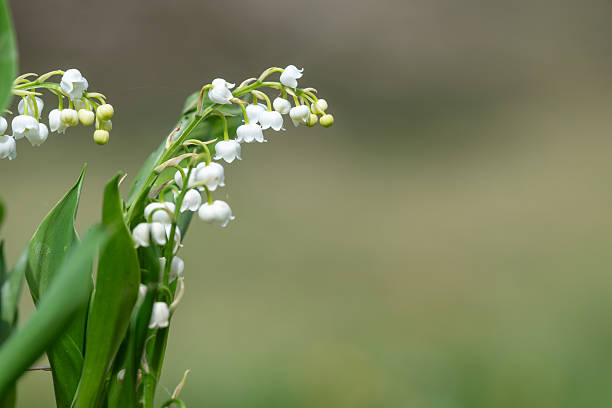 istock Lily of the valley (convallaria majalis) flowers 2224156330