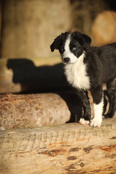 Black and white dog is standing on a log. The dog is looking at the camera. The log is made of wood and has a rough texture