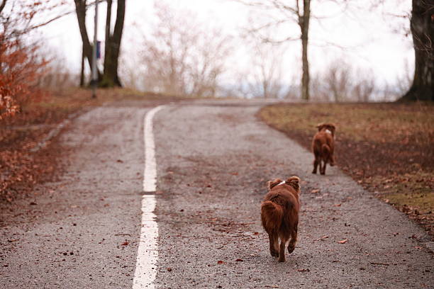 A black stray dog sits alone on a deserted countryside road against the background of dry stubble after harvest, evoking a sense of loneliness and abandonment.