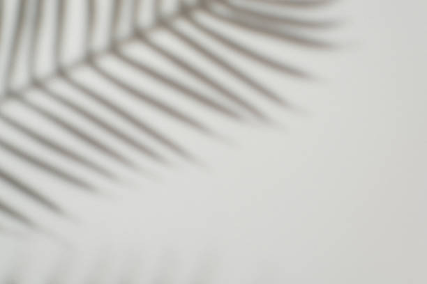 istock Subtle shadow of a palm leaf creates an elegant and minimalistic natural design. The soft focus and bright lighting evoke simplicity, calmness, and modern style in a botanical-inspired setting 2224158449