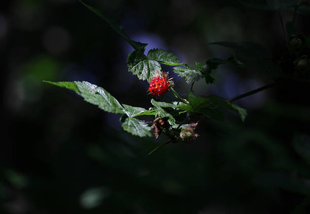 Rosaceae family.\nSalmonberries growing in the shade of a rainforest in springtime. \nPlant Hardiness Zone 8b.