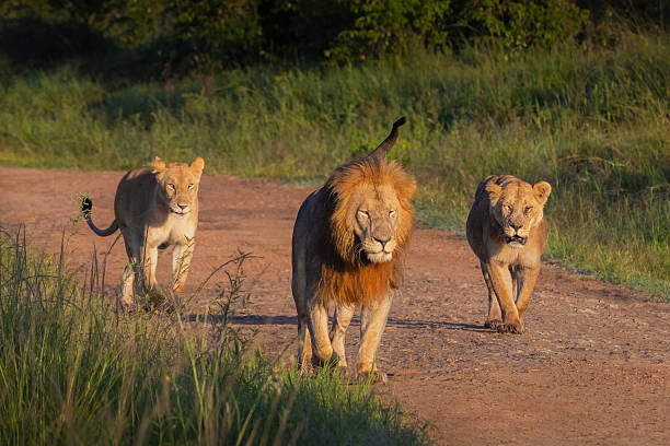 istock Lion Pride Walking on Dirt Track, Maasai Mara, Kenya 2224160186