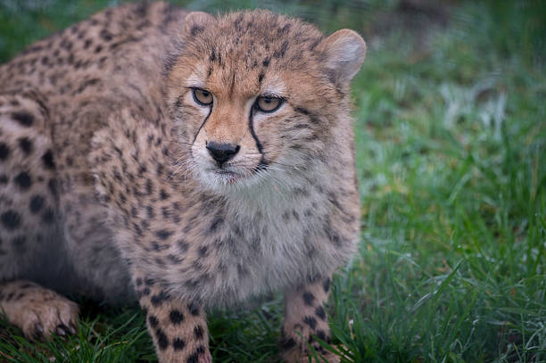 istock Close-up Cheetah Cub Resting on Grass 2224161139