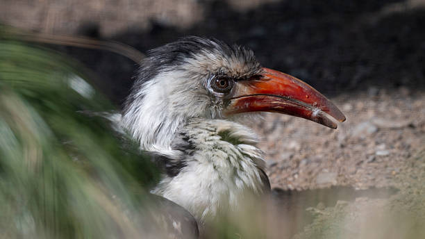 istock Red-billed Hornbill Soaking up the Sun 2224161323