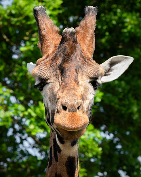 istock Rothschild Giraffe Close-up 2224161796