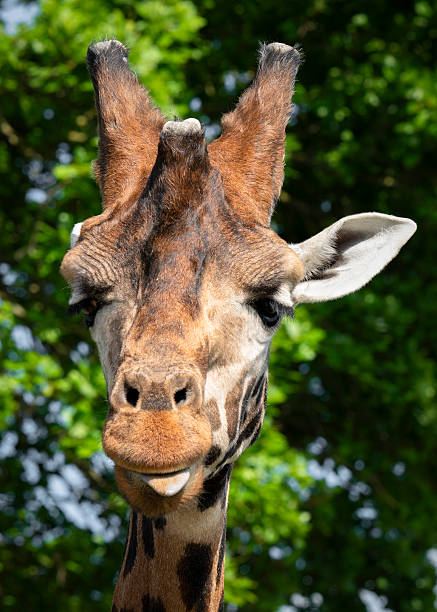 istock Rothschild Giraffe Close-up 2224161808